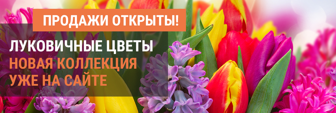 Луковичные ОКС