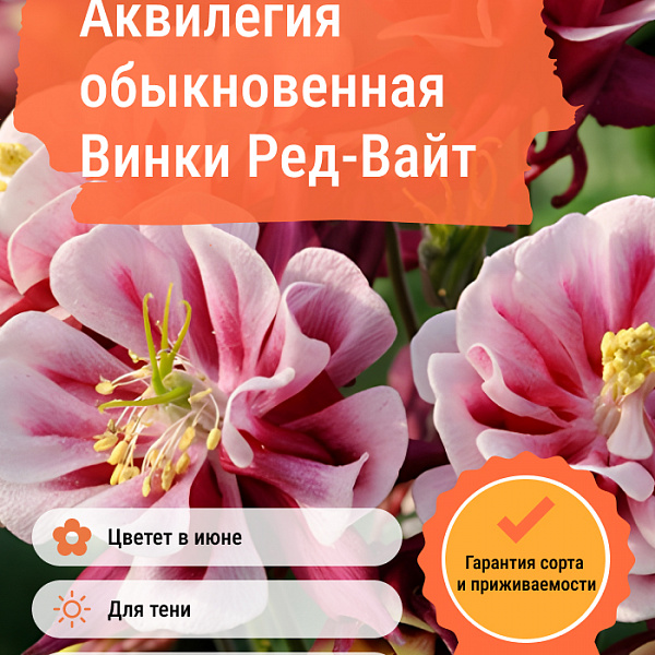 Аквилегия обыкновенная Винки Ред-Вайт фото 2 